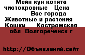 Мейн-кун котята чистокровные › Цена ­ 25 000 - Все города Животные и растения » Кошки   . Костромская обл.,Волгореченск г.